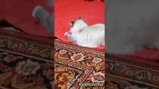 Кошки Маша и Алиса смотреть онлайн