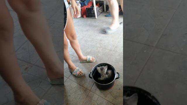 пов:Варю суп с котом??Sofa13Sofa13