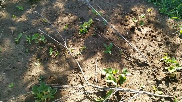 Земляника: лорд, гигантелла, кимберли, альбион, азия, фестивальная, альба смотреть онлайн