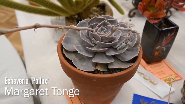 Succulents Identification: Echeveria 'Pollux' смотреть онлайн