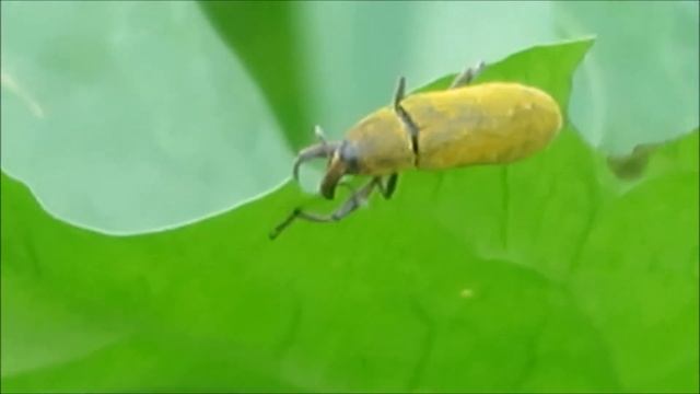 2019 8 09 ЖУК СЛОНИК ЛОПАЕТ смотреть онлайн