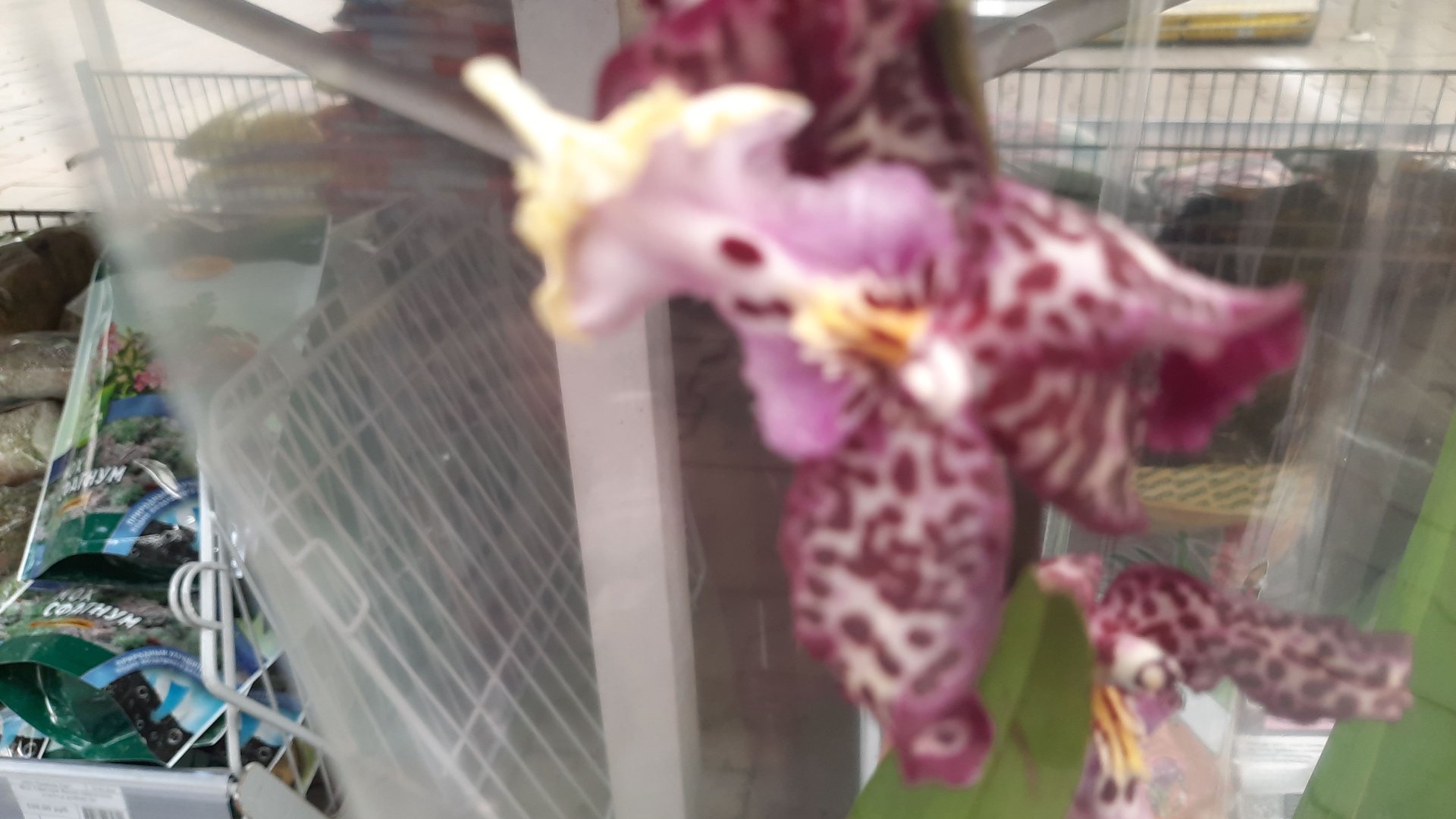 ОРХИДЕИ В ПЛАНЕТЕ ЛЕТА_//20.04.24_// смотреть онлайн