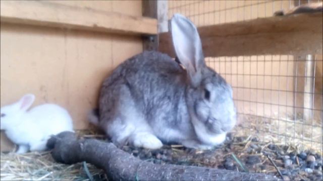 Влог 3. Наша жизнь в деревне. смотреть онлайн