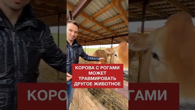 Почему у коров нет рогов? /Обезроживание коров / Экоферма Захаровых #shorts смотреть онлайн