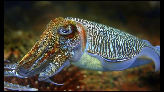 Каракатицы смотреть онлайн