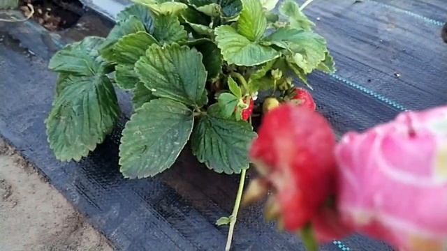 #ремонтантнаяклубника #уходза клубнико Наш Альбион, вторая волна плодоношения. смотреть онлайн