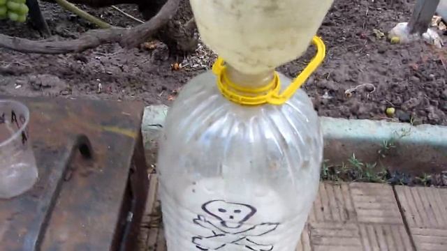 Что делать, чтобы вызрела лоза винограда смотреть онлайн