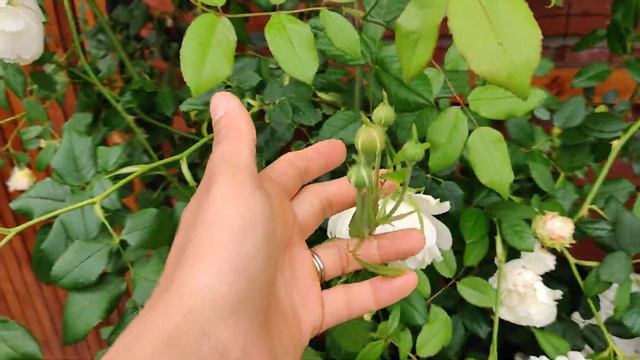 Claire Austin 2nd spring-2022 смотреть онлайн