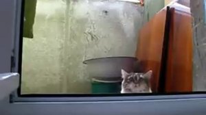 Подсматривающий. Тинто Брасс отдыхает ))