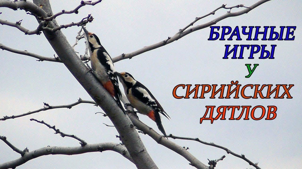Брачные игры у Сирийских Дятлов. "Танец самок." смотреть онлайн