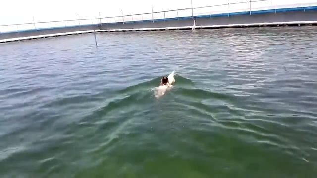 Девочка и дельфин.
