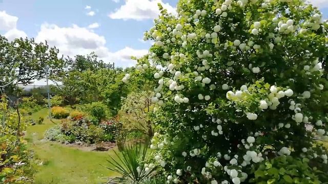 Заболевания калины Бульденеж. Как боролись с тлей. 19 мая 2020 г. смотреть онлайн