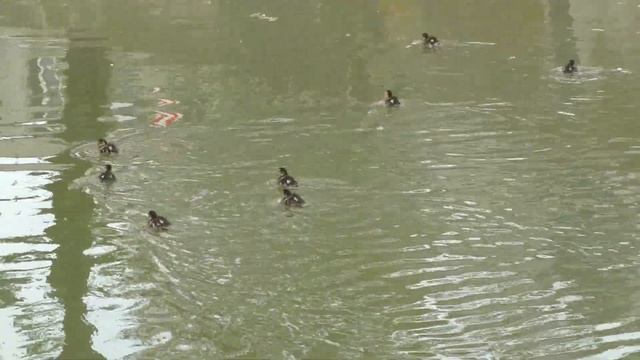Дикие утята в городе. смотреть онлайн