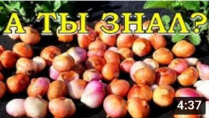 СЕМЕЙНЫЙ ЛУК: хитрости на грядке