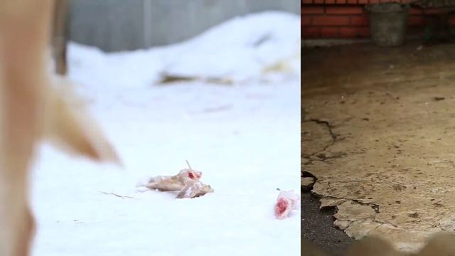 Ты не бросай в собаку камень. Стих Никиты Гилязова. смотреть онлайн