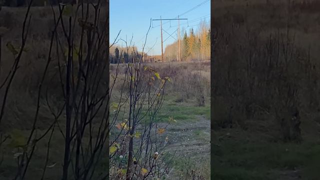 Охота на Лося.#охотник #охотарыбалка #охота #охотники #hunter #hunting #hunterxhunter смотреть онлайн