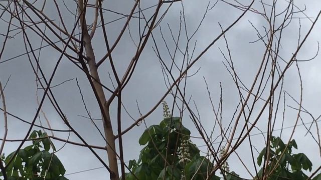 Зацвели мои каштаны смотреть онлайн