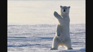 БЕЛЫЙ МЕДВЕДЬ И БУРЫЙ МЕДВЕДЬ 2