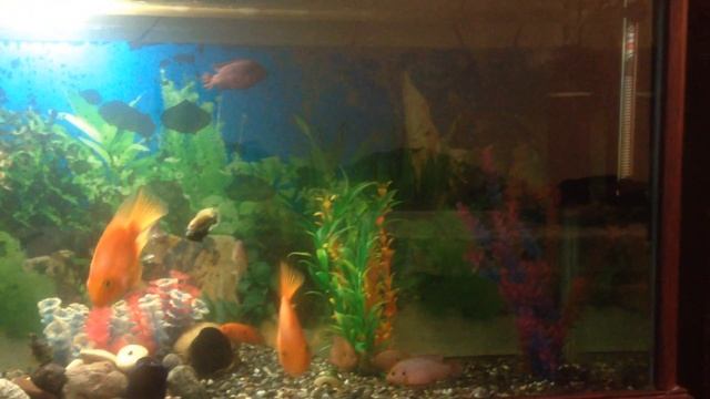 цихлиды в аквариуме смотреть онлайн