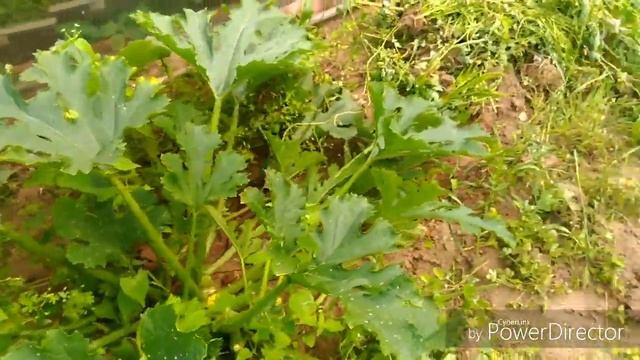 Трава растет как на дрожжах. Томаты, одна ботва. Плохой урожай томатов. Обзор огорода. смотреть онлайн