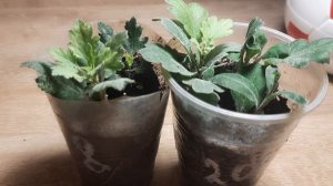 СПАСАЕМ ЧЕРЕНКИ ХРИЗАНТЕМЫ ОТ ТЛИ.МОШКИ В ЦВЕТКЕ. СРОЧНАЯ ОБРАБОТКА ОТ ВРЕДИТЕЛЕЙ.