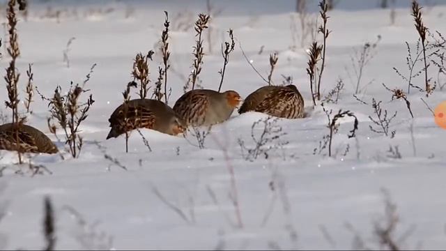 серые куропатки ( около МКАД)