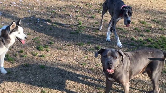 A Newfoundland, a Great Dane, a PitBull, and a Bandog Play Together смотреть онлайн