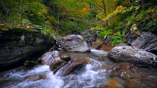 🌲 Forest Stream with Nature Sounds (12 HOURS). Relaxing sounds of the stream and chirping of birds смотреть онлайн