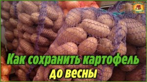 Мало кто знает эти простые ХИТРОСТИ, которые помогут НАДОЛГО сохранить картофель до самой весны