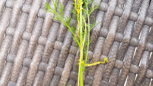 Сорняк паразит, главное вовремя обнаружить. Повилика полевая смотреть онлайн