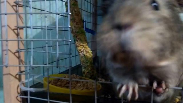 Дрессировка морской свинки!!! смотреть онлайн