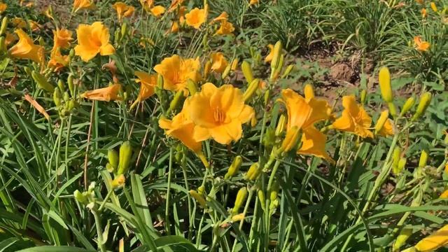 REBLOOMING WIZARDRY | Stella De Oro Daylily смотреть онлайн