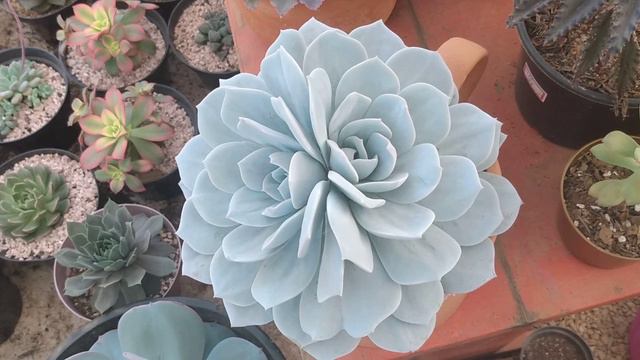 Caly argentea 💚 Identificação de Suculentas смотреть онлайн