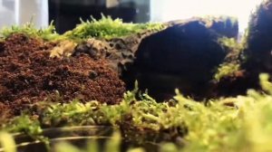 Террариум для паука Lasiodora Parahybana