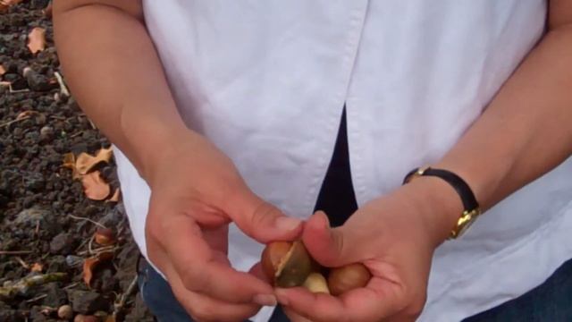 Macadamia Nut смотреть онлайн