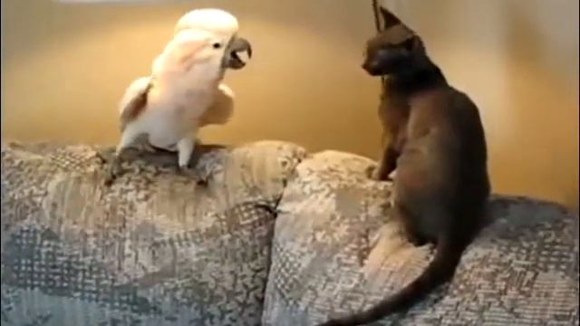 Попугай против кота смотреть онлайн