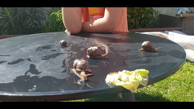 Course escargot 1 смотреть онлайн
