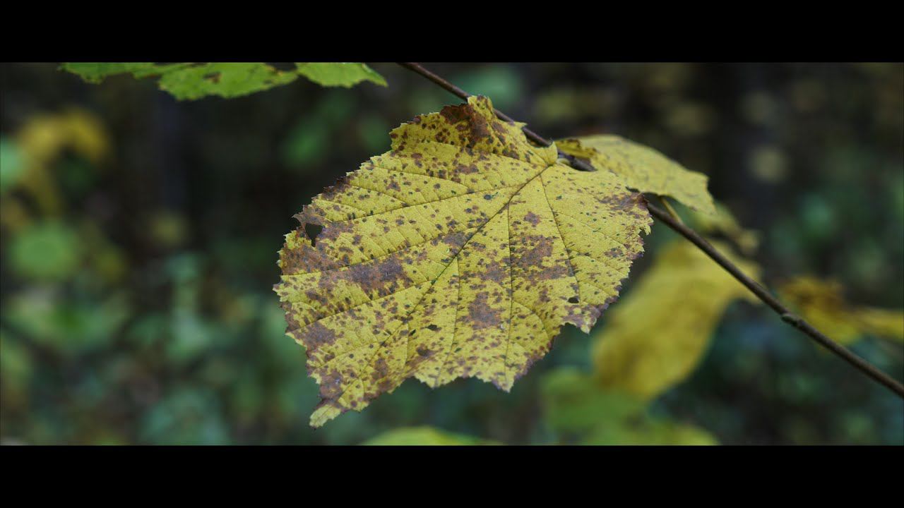 Осеннее золото Подмосковья смотреть онлайн