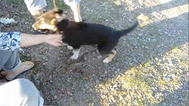 Съездила в деревню/Пьяный братец/Собака с разными глазами/Купаюсь в Енисее смотреть онлайн