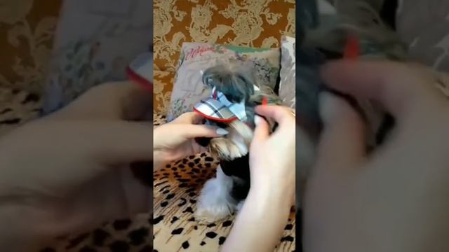 шапка для осени ) смотреть онлайн