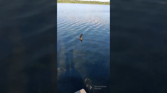 Медвежье озеро смотреть онлайн