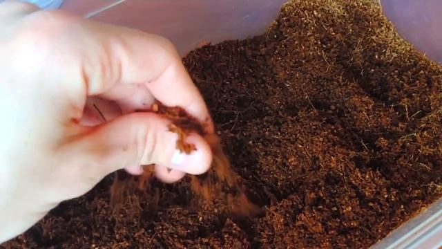 О разведении Pterinochilus murinus. смотреть онлайн