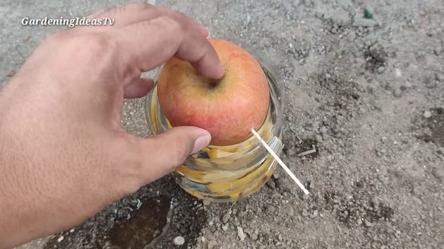 Crazy Skills growing Apple tree from Apple fruit in water 100% success смотреть онлайн