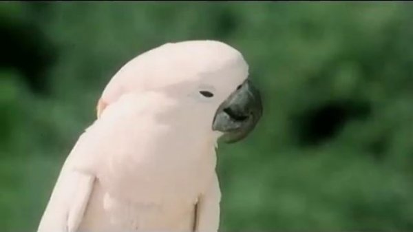 ARABESQUE "Zanzibar" - Фильм "Сеньор Робинзон"