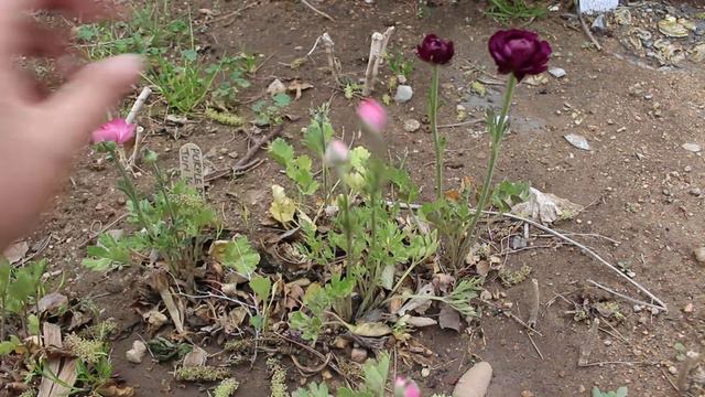Ranunculus Growing, Fertilizing, Harvesting & Vase Life tips | Year Round Cutting Garden~ Ep 49 смотреть онлайн