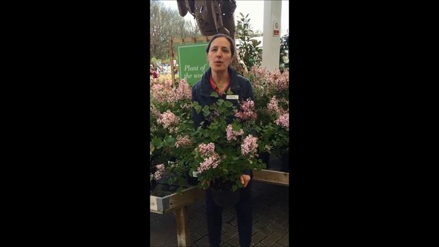 Plant of the Week…Syringa ‘Josee’ - Dwarf Lilac смотреть онлайн