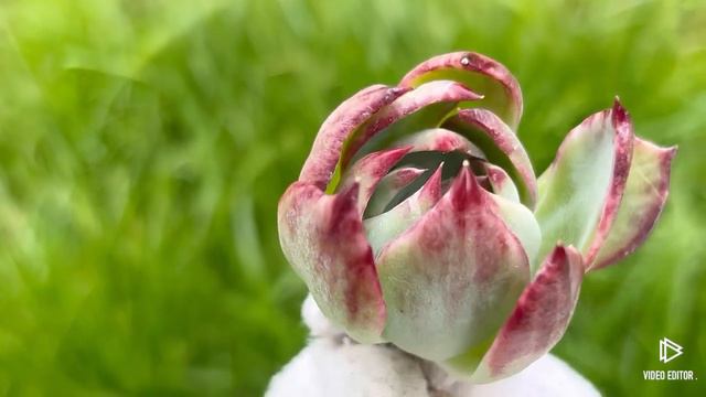 Echeveria Casio смотреть онлайн