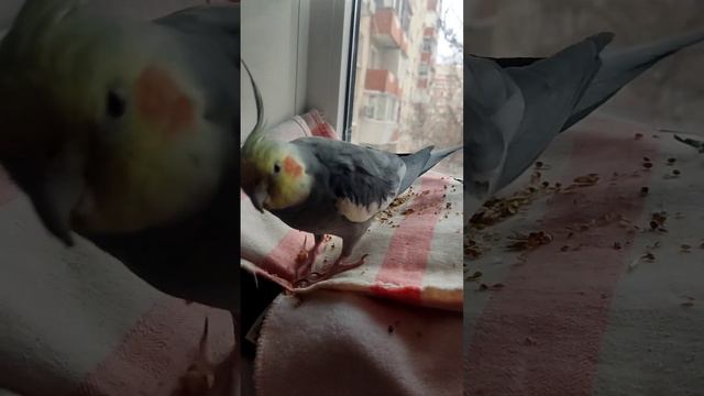 каши мало не бывает смотреть онлайн