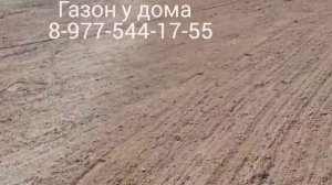 Посевной газон на суглинке на 2 дня, без завоза плодородного слоя.