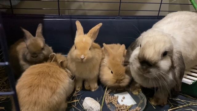 Карликовые вислоухие кролики кушают ? смотреть онлайн